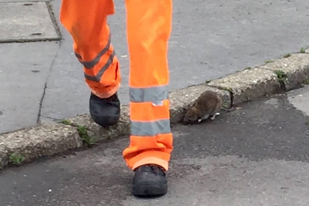 Több pénzt kaphat patkányirtásra a főváros