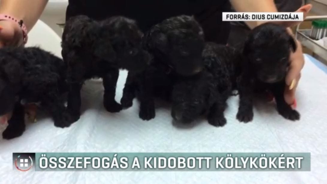 Nejlonszatyorba tettek és kidobtak hét kiskutyát Hevesen