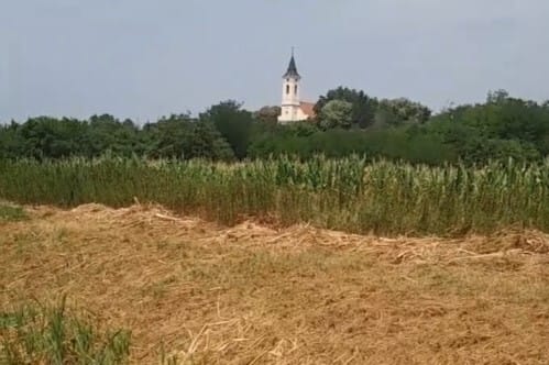 Majdnem kiszáradt a Hajta-patak, de van még benne élet, például egy sérült páncélú teknős - videó