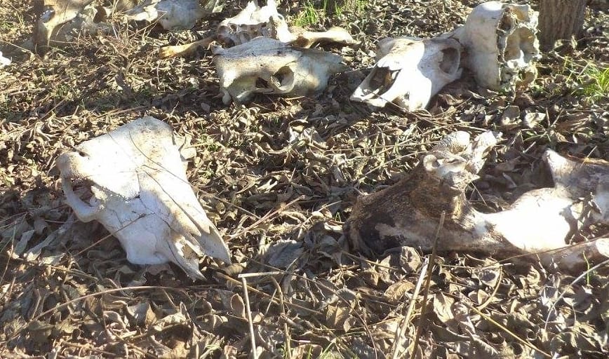 Ön kirándulna marhatetemekben bukdácsolva a Mecsekben?
