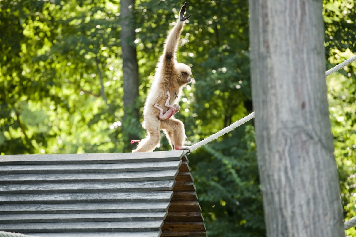 Ezért van hosszú karja a gibbonoknak