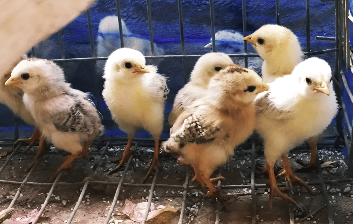 Hogy mi újság a kiscsibéknél? Kiderült, hogy játékosabbak a hímek, mint a nőstények