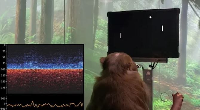 Tudósok bírálják Elon Muskot, amiért chipet rakott egy majom agyába