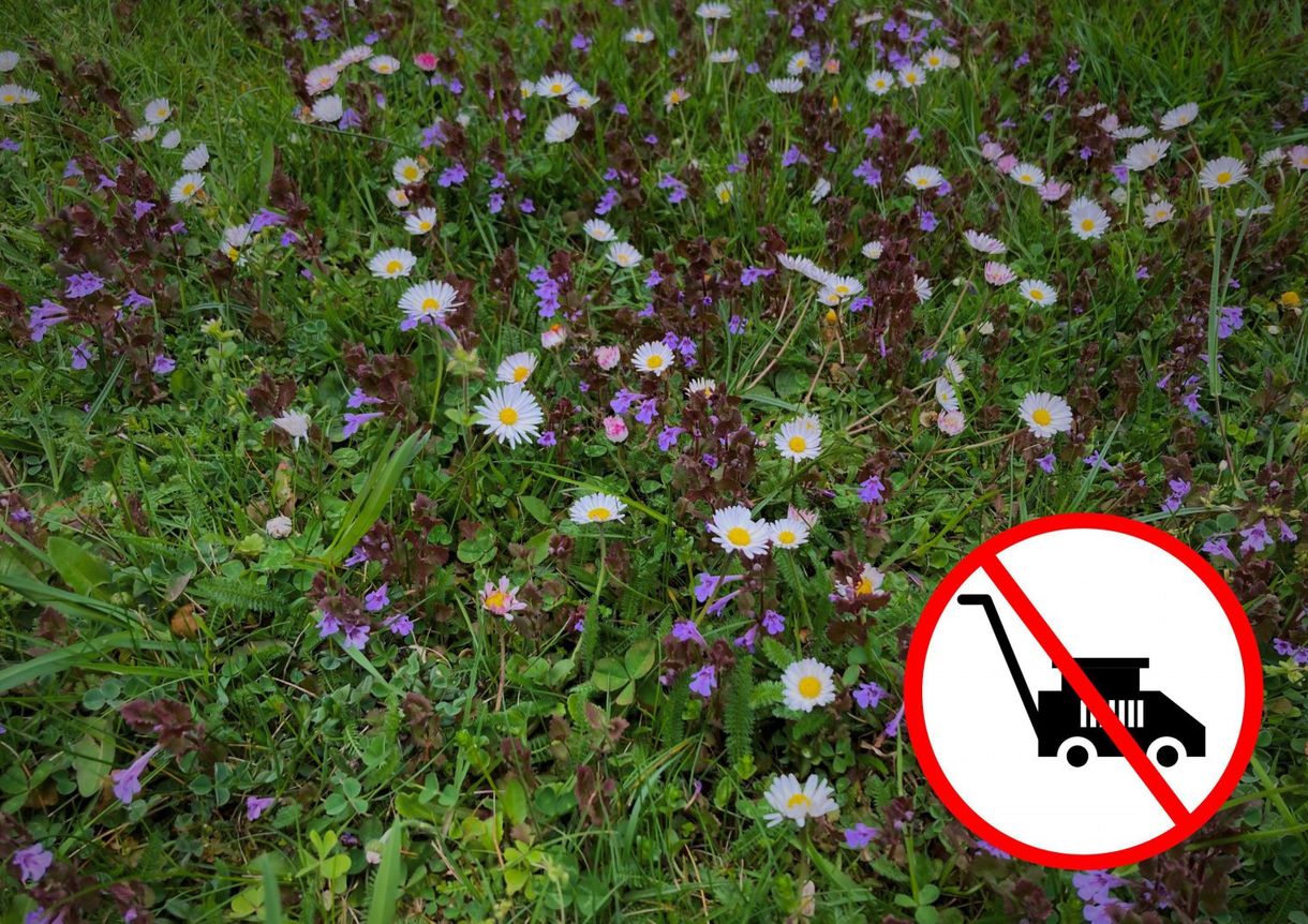Bécsben a vadvirágokkal tarkított gyep nem a hanyagság, hanem a környezettudatos szemlélet jele