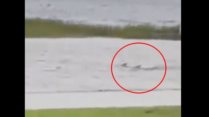 Videóra vettek egy cápát egy floridai ház udvarán