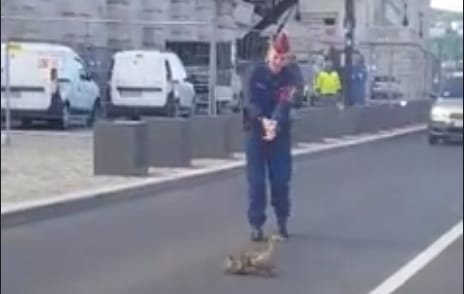 Megint kacsacsaládon segítettek a rendőrök – videó