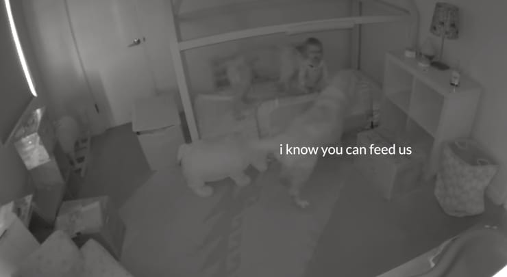 Lepaktált a babával a család két kutyája, de a bébiőr lebuktatta őket – videó