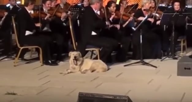 Koncert közben sétált fel egy kutya a színpadra, lefeküdt a zenekar mellé – videó