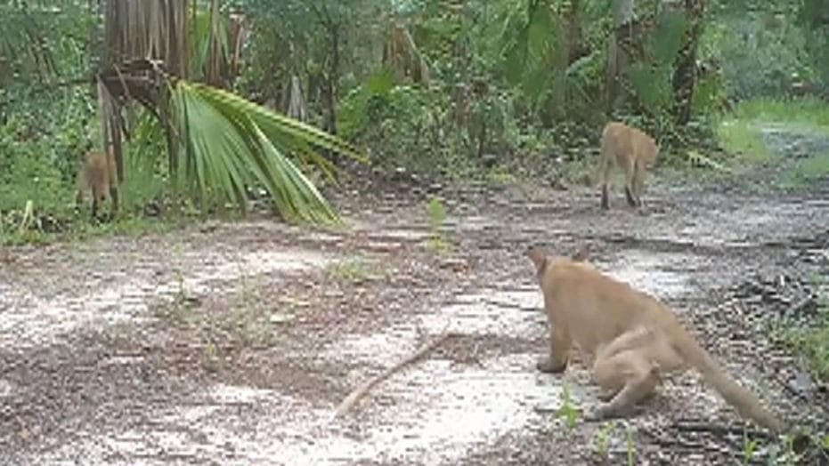 Rejtélyes idegrendszeri betegség miatt támolyognak az állatok Floridában – videó