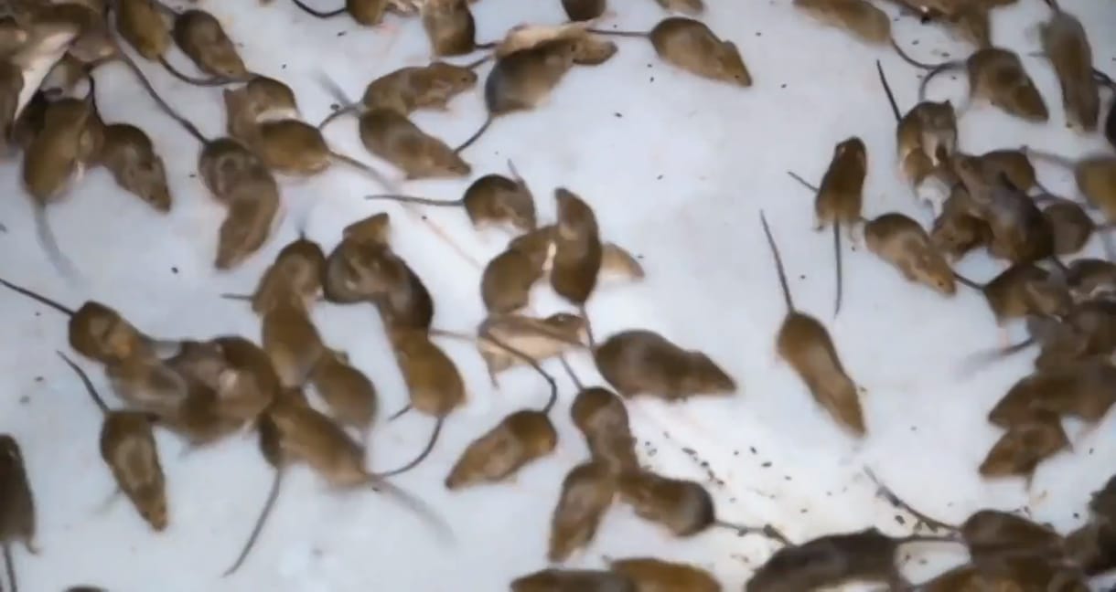 Egérinvázió sújtja Ausztráliát, a rágcsálók az ágyakba mászva harapják meg a farmereket