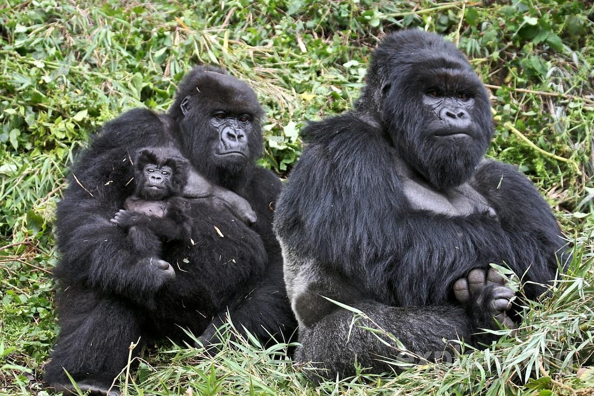 Fotó: hamarosan eltűnhetnek a hegyi gorillák Kongóból