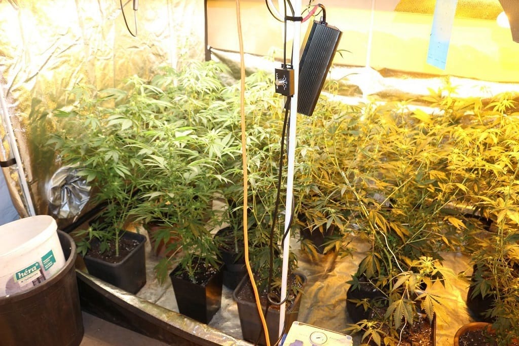 Húsüzem pincéjében termesztett kannabiszt egy szegedi férfi – videó