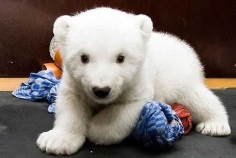 Elpusztult Knut, a híressé vált jegesmedve