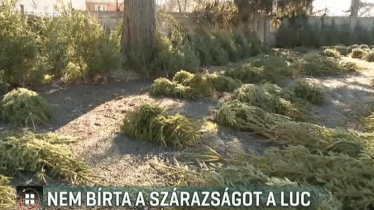 Drasztikusan megdrágult a lucfenyő