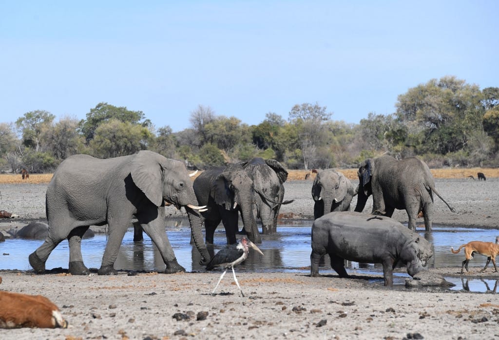 Megvan, mi okozhatta 11 fiatal elefánt halálát Zimbabwéban