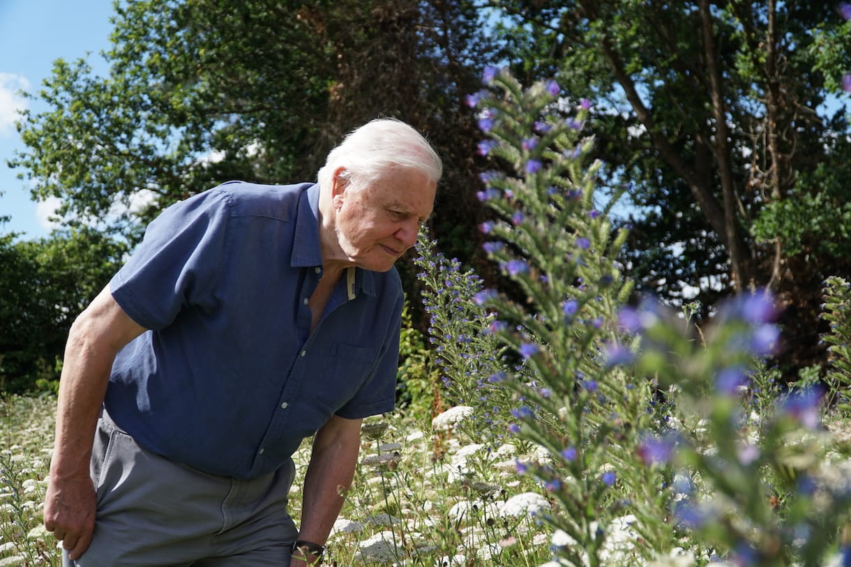 Sir David Attenborough: A világ rosszabb helyzetben lenne a történeteink nélkül