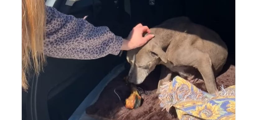 Tizenkét év után került vissza a gazdájához egy elveszett kutya, Zoey