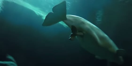 Videó: 57 kilós bébit szült a mosolygós bálna