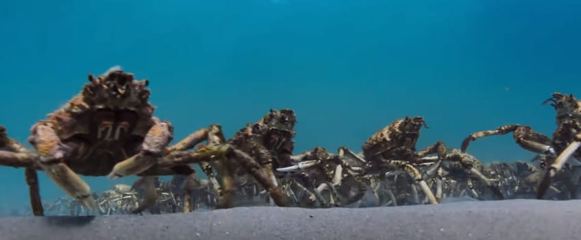 Újabb csodás felvétellel szolgál a brit természetfilm-sorozat, a Blue Planet II – videó