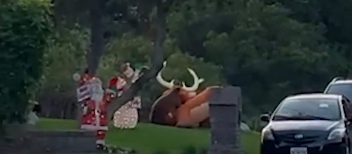Rénszarvasdekorációval birkózó medvebocsot videóztak le