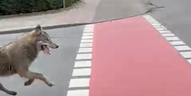 Videóra vették, ahogy farkas kocog át fényes nappal egy német kisvároson