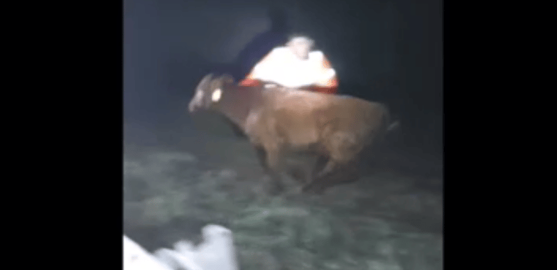 Petárdától megriadt bikák jártak az M5-ösön