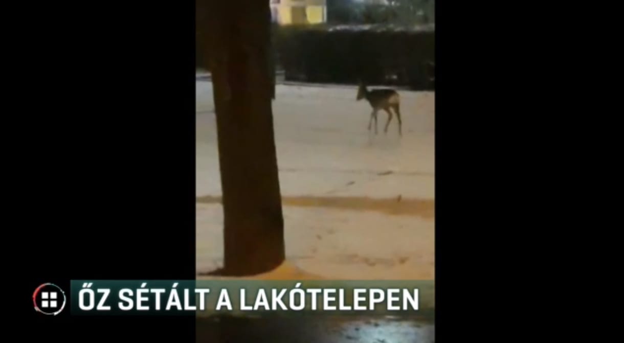 Videó: Őz bóklászott a Havanna-lakótelepen