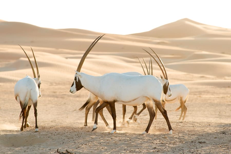 Magyarországon is vettek fel jeleneteket a következő David Attenborough-sorozathoz