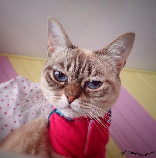 Ismerje meg Grumpy Cat kihívóját, Sauerkrautot