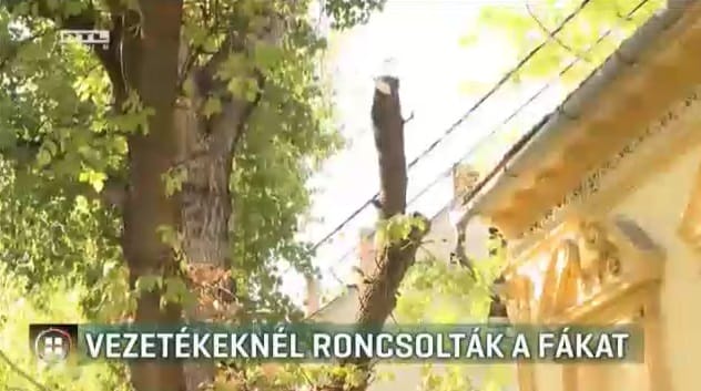 Vezetéknél roncsolták a fákat