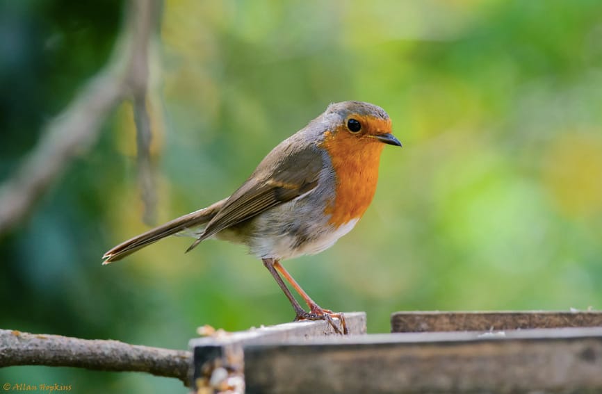 Megvalósul az Angry Birds: egyre agresszívebbek a madarak