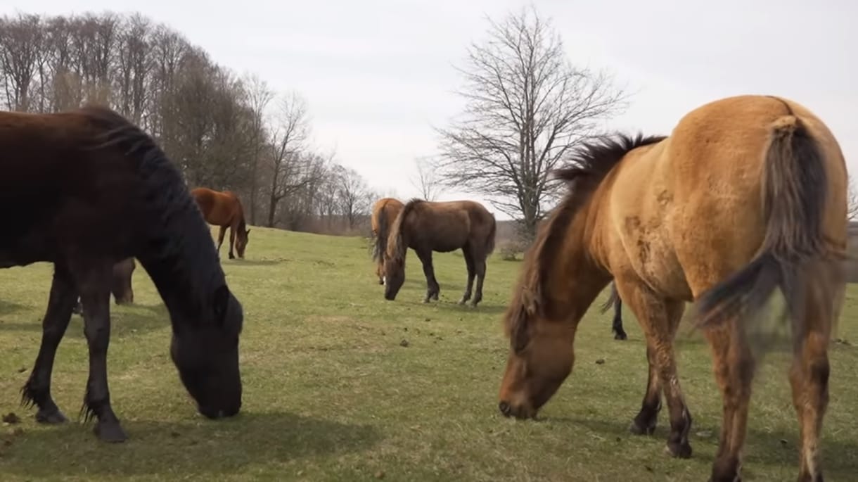Így menti meg a kihalástól Tibor a Kárpátok pónijait bakonyi tanyáján – videó