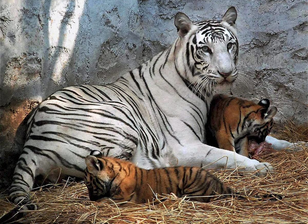 Fotó: fehér tigris szült sárga kölyköket
