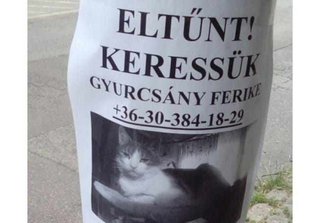 Kiderült, hogy elgázolták Gyurcsány Ferikét