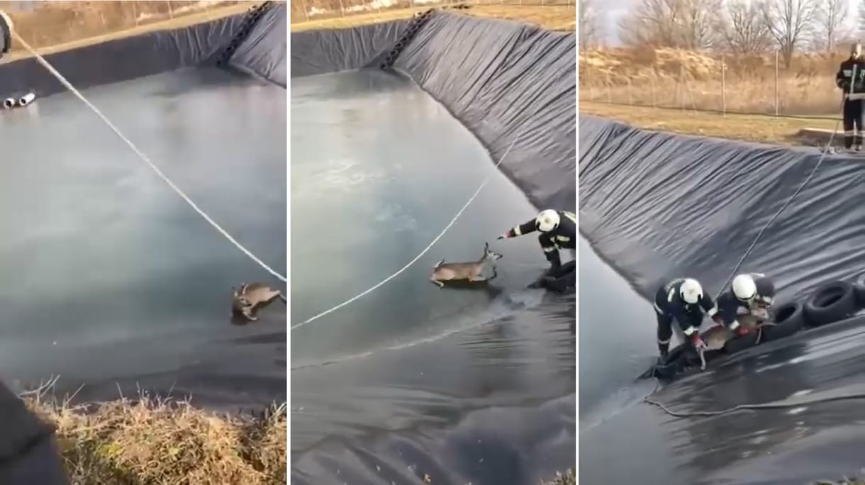 Jég fogságába esett őzet mentettek a miskolci tűzoltók – videó