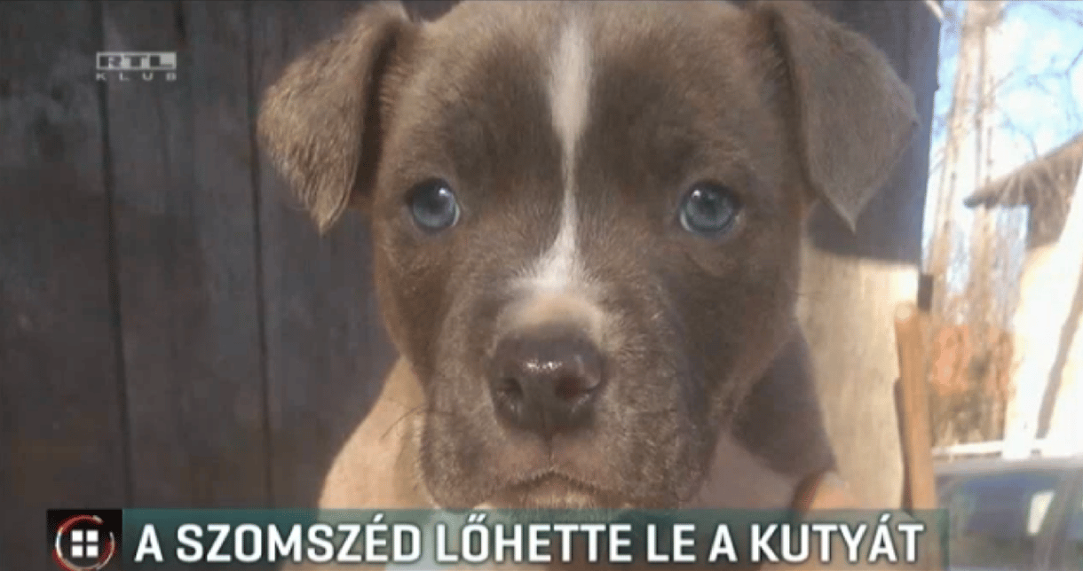 Légpuskával lőttek le egy kiskutyát Simontornyán