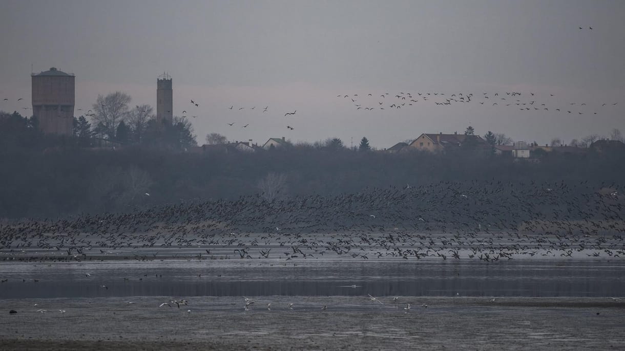 Bejött a tűzijátékmentes szilveszter Tatán, örülhettek a vadludak