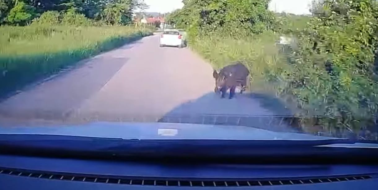 Kivédhetetlen volt a vaddisznógázolás Pomáz és Szentendre között – videó