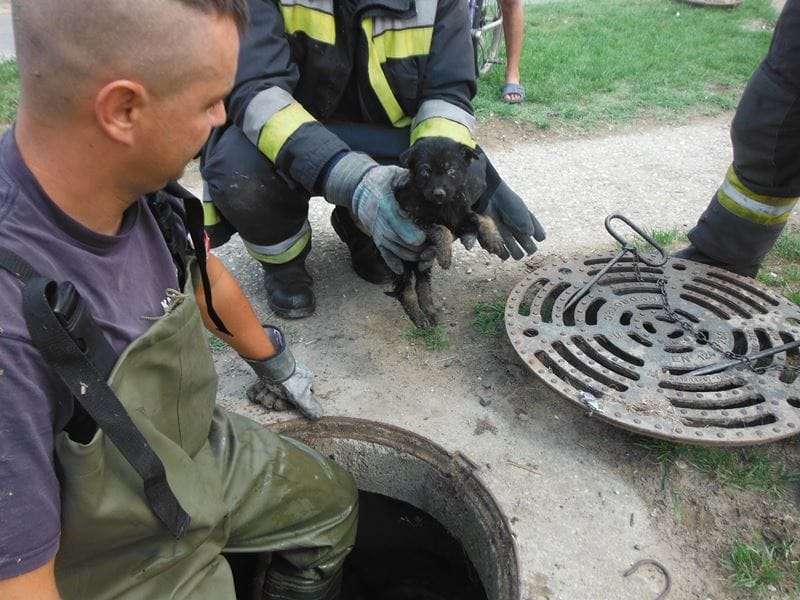 Fekete kiskutyát mentettek a tűzoltók a csatornából Hajdúhadházon – fotó