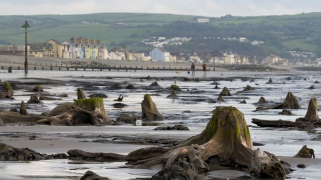 4500 éves erdő fái bukkantak fel a tengerből Wales partjainál