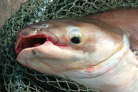 Darvasi László: Pangasius