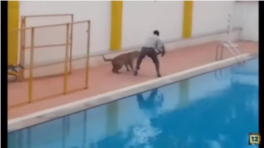 Leopárd szabadult be egy indiai iskolába, nagy volt a rémület – videó