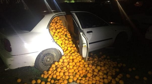 Fotó: Hogyan próbáljunk meg eldugni 4000 kiló lopott narancsot?