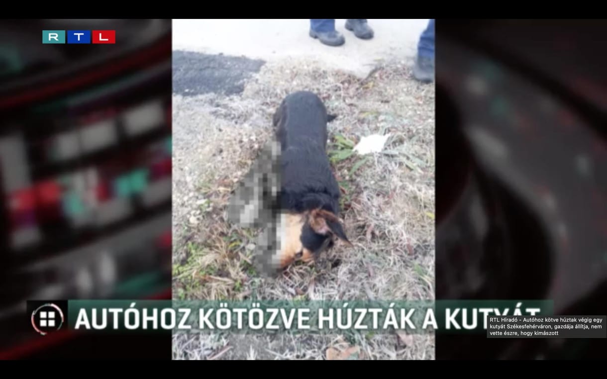 Autóhoz kötve húzta végig kutyáját Székesfehérváron egy férfi