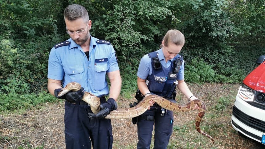 Óriáskígyót üldöztek egy német kisvárosban