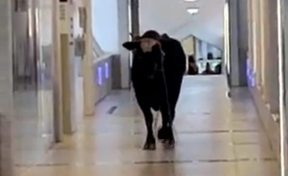 Bika rendezett ámokfutást egy izraeli bankban – videó