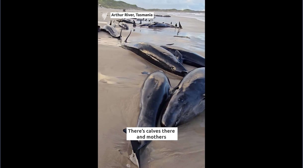 Több mint 150 kis kardszárnyú delfin úszott ki az ausztrál tengerpartra – videó