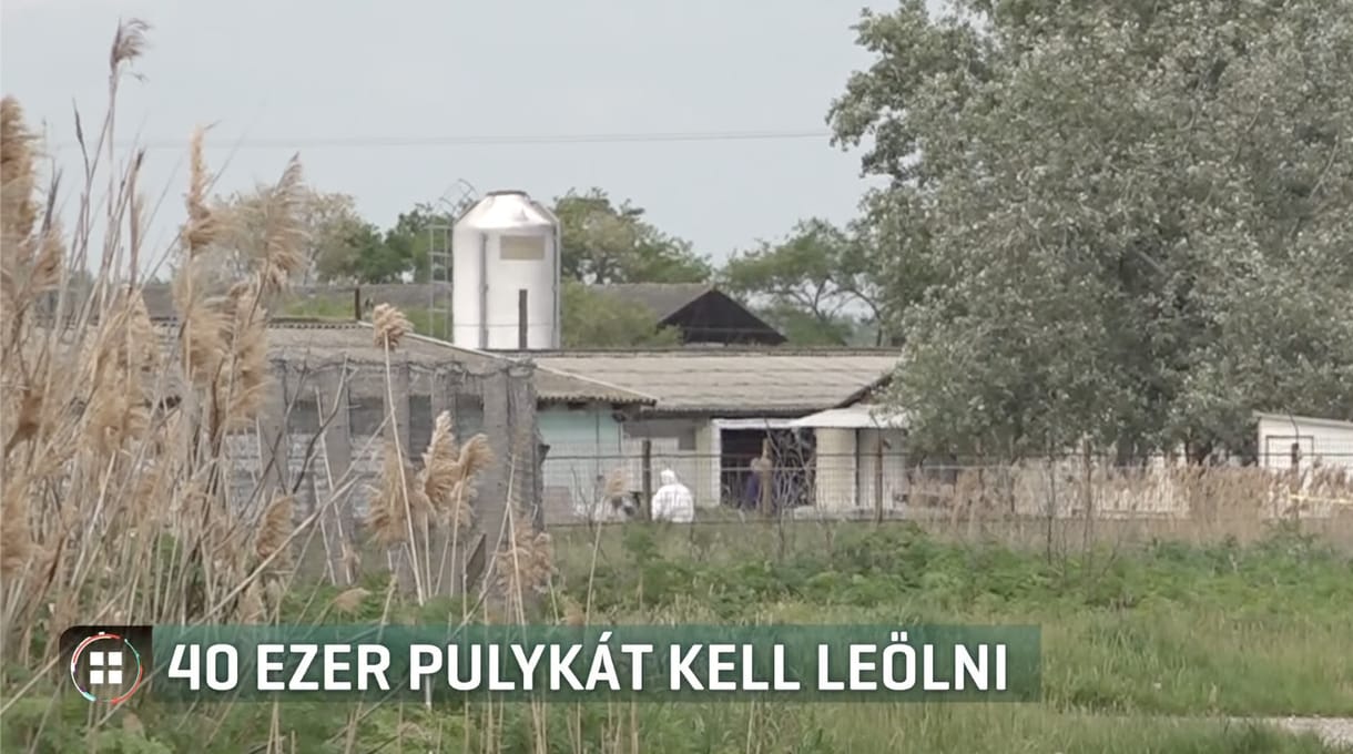 40 ezer pulykát ölnek le Szarvason a madárinfluenza miatt