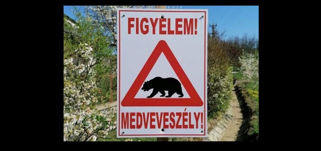 Medvét láttak a Komárom-Esztergom megyei Bajóton