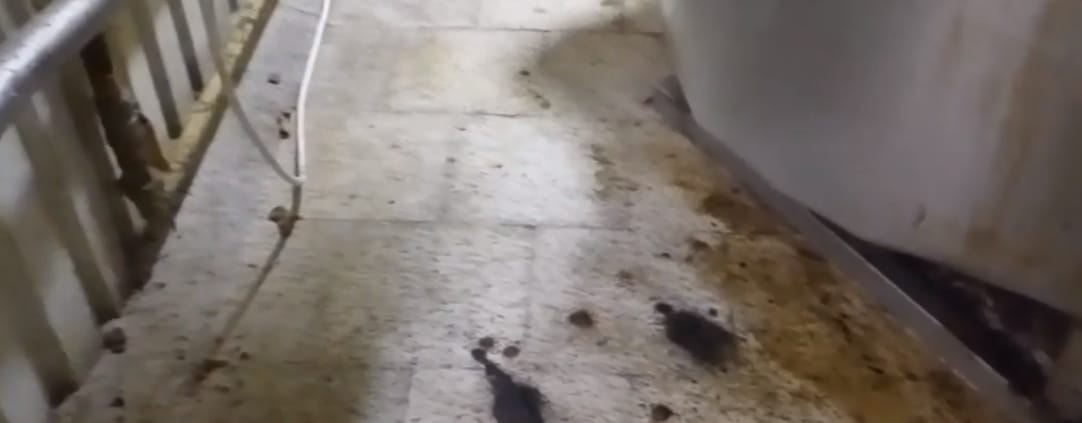 Azonnal bezáratta a Nébih a vágóhidat, amint körbenéztek az ellenőrök – videó